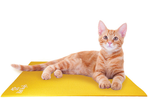 Ginger Cat on Pet Yoga Mat