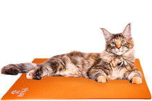 Load image into Gallery viewer, Maine Coon Cat on Pet Yoga Mat