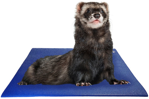 Ferret on Square Pet Yoga Mat