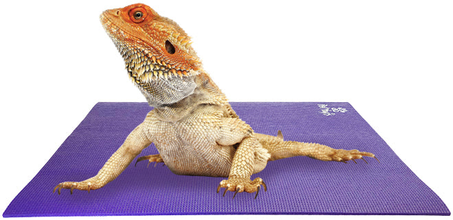 Yoga Mats for Dogs, Cats, Pets, Animals – Pet Yogis