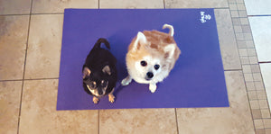 cute small jack russell dog lying on a yoga mat at home with her