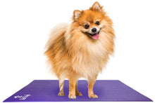 Load image into Gallery viewer, Pomeranian Dog on Pet Yoga Mat