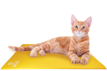Load image into Gallery viewer, Ginger Cat on Pet Yoga Mat