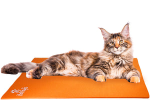 Maine Coon Cat on Pet Yoga Mat