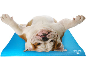 Bulldog on Pet Yoga Mat