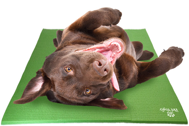 Labrador Retriever Dog on Pet Yoga Mat