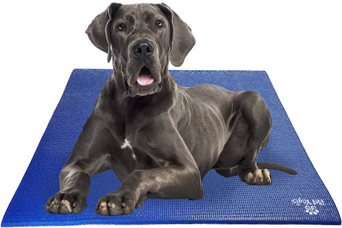 Great Dane Dog on Pet Yoga Mat