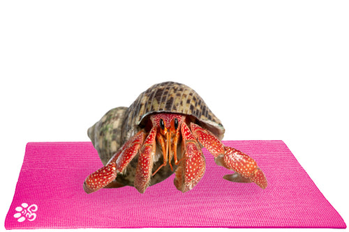 Hermit Crab on Mini Yoga Mat