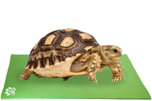 Load image into Gallery viewer, Turtle on Mini Pet Yoga Mat