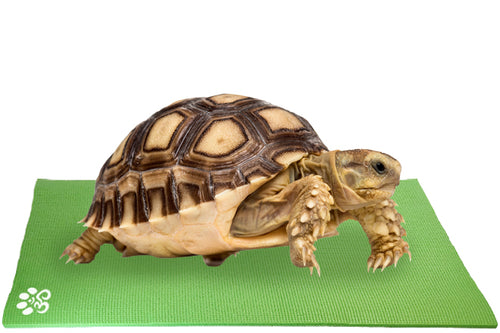 Turtle on Mini Pet Yoga Mat