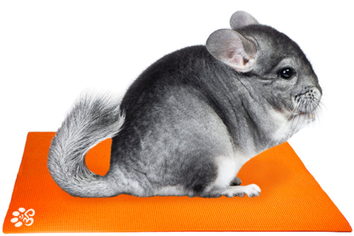 Chinchilla on Mini Pet Yoga Mat