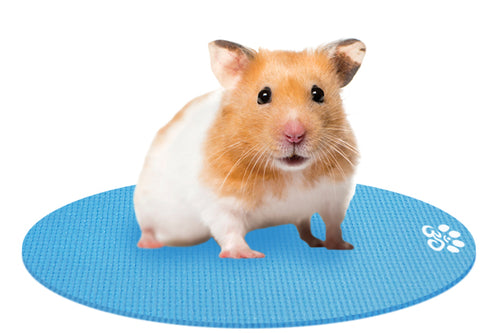 Hamster on Mini Round Pet Yoga Mat