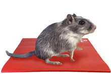 Load image into Gallery viewer, Gerbil on Square Pet Yoga Mat