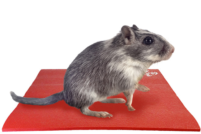 Gerbil on Square Pet Yoga Mat