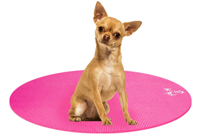 Chihuahua Dog on Round Pet Yoga Mat