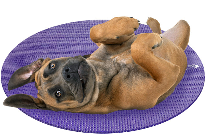 Cane Corso Dog on Round Pet Yoga Mat