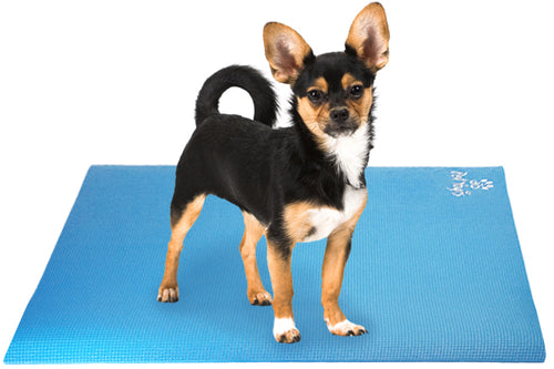 Longhair Chihuahua Dog on Pet Yoga Mat