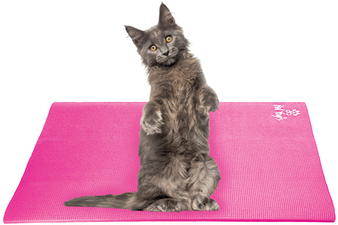 Maine Coon Cat on Pet Yoga Mat