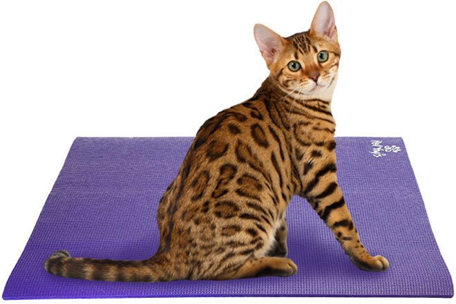 Bengal Cat on Square Pet Yoga Mat