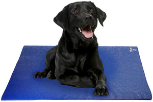 Black Labrador Retriever Dog on Pet Yoga Mat