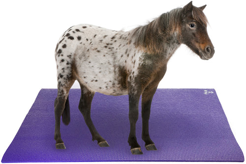 Miniature Horse on Pet Yoga Mat