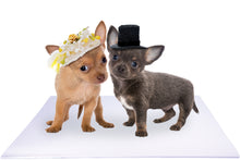 Load image into Gallery viewer, Bride and Groom Chihuahua Puppies on White Wedding Mat