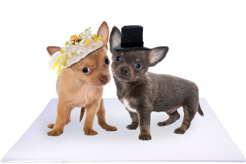 Bride and Groom Chihuahua Puppies on White Wedding Mat