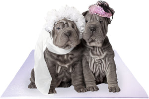Bride and Groom Shar-Pei Dogs on White Wedding Mat