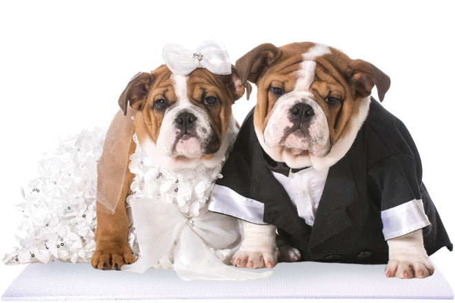 Bride and Groom Bulldogs on White Wedding Mat